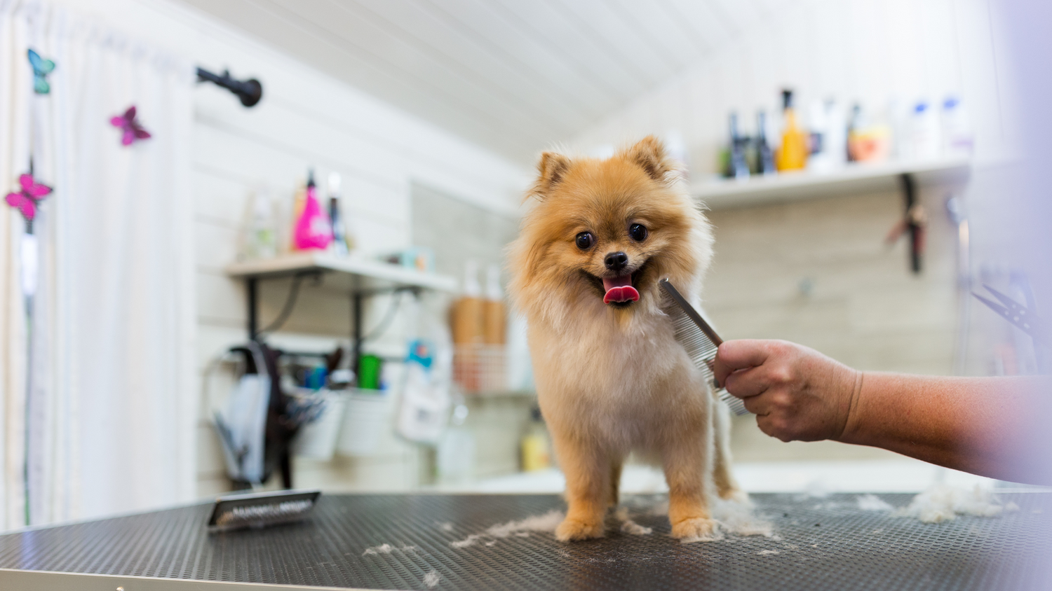 Pet Apparel & Grooming
