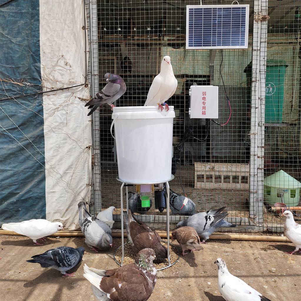 Automatic Solar Chicken Feeder